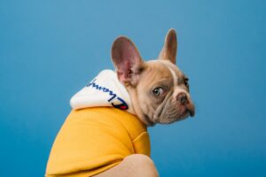 Animals Hit the Spotlight on TikTok